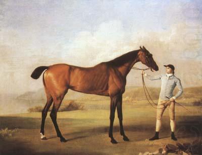 STUBBS, George Molly Longlegs with Jockey (mk08) china oil painting image